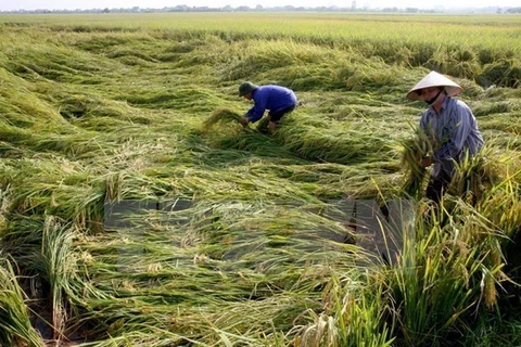 Recaudan 480 mil dólares a favor de agricultores con motivo del Tet