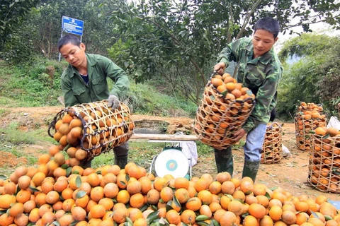 Proyecto de agricultura apoya a personas pobres en provincia vietnamita