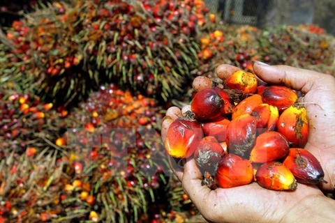 China: mercado potencial para productos de aceite de palma de Malasia