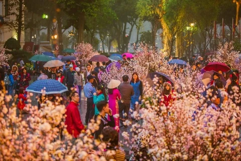 Festival de flores de cerezos tendrá lugar en Hanoi en marzo próximo