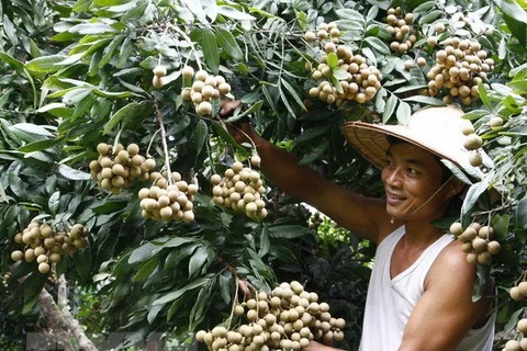 Vietnam podría exportar longans a Australia en 2019