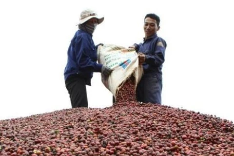 Exportación de café vietnamita en enero experimenta aumentos en valor y volumen 