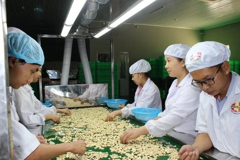 Vietnam por elevar ganancia para agricultores de anacardo