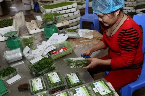 Crecen ventas al exterior de frutas y verduras de Vietnam en enero
