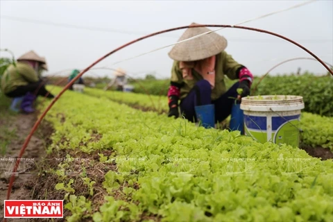 Vegetales de Nhat Viet conquistan el corazón del consumidor