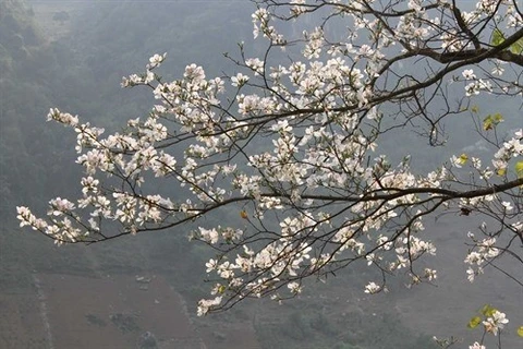 Festival de flor de Bauhinia blanca, símbolo de noroeste de Vietnam 