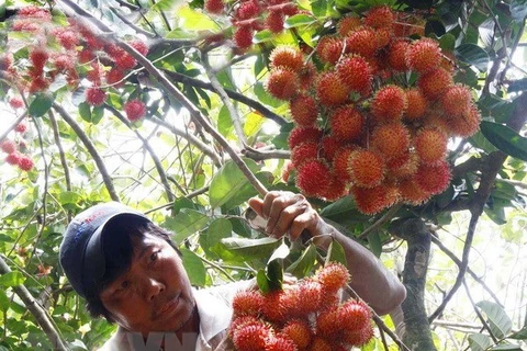 Vietnam exportará rambután a Nueva Zelanda