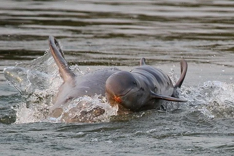 Delfín de Irrawaddy sale de la lista de especie en peligro de extinción