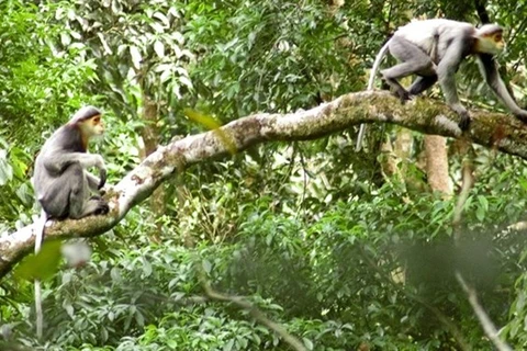 Provincia vietnamita emprende proyecto para proteger especie amenazada de primate