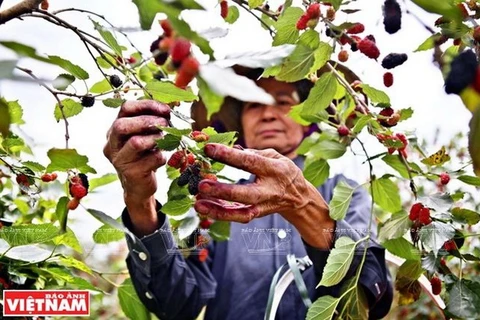 Exportaciones de frutas y verduras de Vietnam registran crecimiento récord