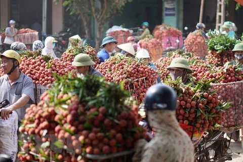 Provincia vietnamita exporta miles de toneladas de lichi en inicios de cosecha