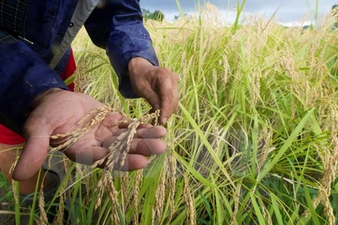 Órgano de la ONU ratifica respaldo a Vietnam en adaptación al cambio climático