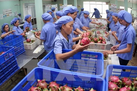 Aumentan exportaciones hortofrutícolas de Vietnam en primer semestre del año