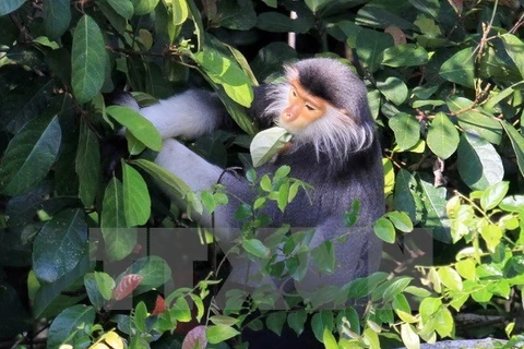 Provincia vietnamita realiza proyecto para proteger primates raros