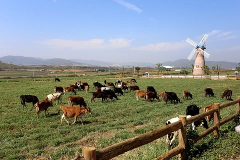 Agricultura orgánica en Vietnam logra crecimiento superior al promedio mundial