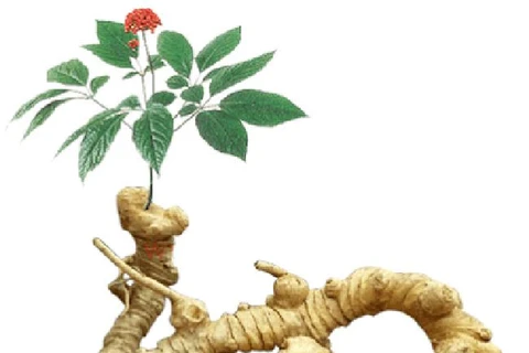 Inauguran en Vietnam portal digital sobre información turística del ginseng Ngoc Linh