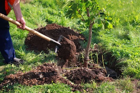 Lanzan campaña de plantación de árboles en provincia norteña de Vietnam