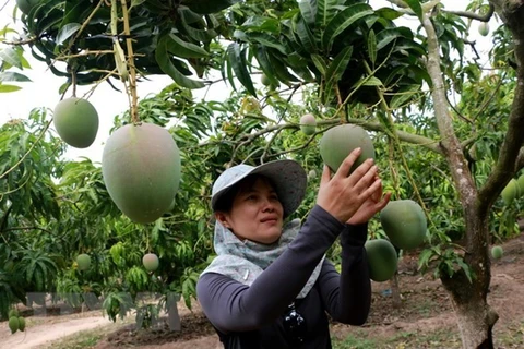 Unión Europea constituye mercado potencial para frutas y verduras tropicales de Vietnam 
