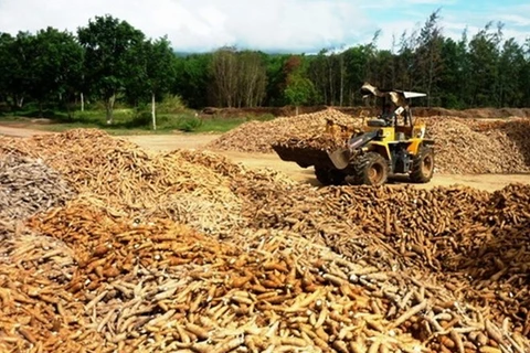 Exportación vietnamita de mandioca mantiene tendencia alcista 