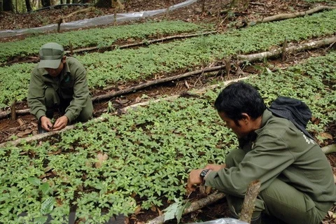  Ampliarán en Vietnam plantación del ginseng Ngoc Linh