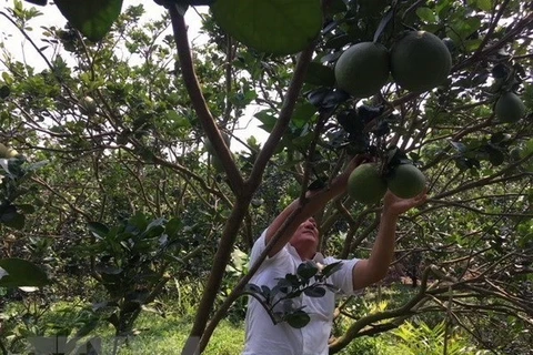 Vietnam acelera aplicación tecnológica en la agricultura