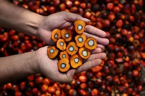 Producción de aceite de palma de Indonesia aumentará a 42 millones de toneladas 