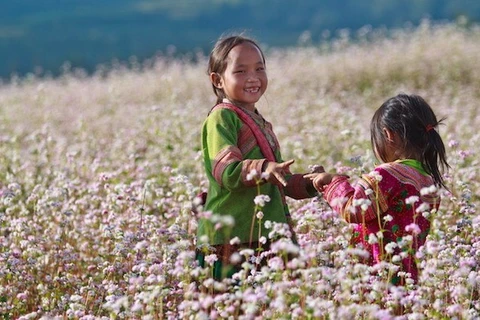 Festival de Flores de Alforfón honrará valores culturales de provincia vietnamita de Ha Giang