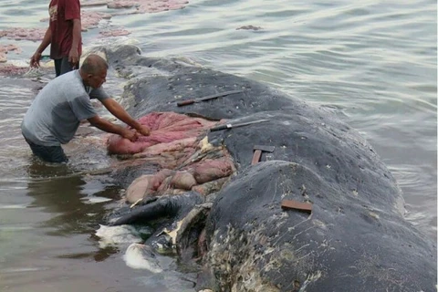 Encuentran en Indonesia cadáver de ballena con seis kilos de plástico en su estómago