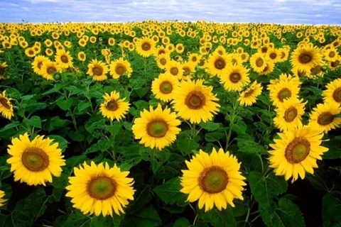 Girasoles silvestres florecen en el parque nacional de Ba Vi en Hanoi