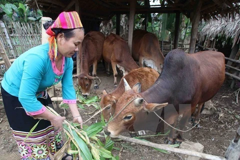 Vietnam impulsa cooperación en bienestar social con organizaciones no gubernamentales