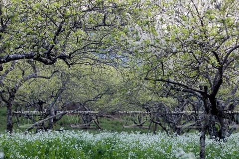 Meseta de Moc Chau, estepa de miles de flores atrae a turistas a Vietnam