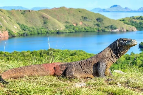 Indonesia cerrará temporalmente islas de dragón de Komodo 