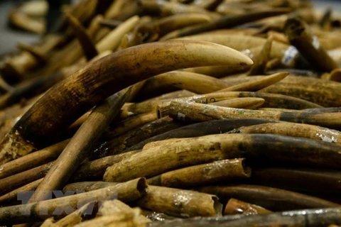 Incautan autoridades vietnamitas escamas de pangolín y colmillos de elefantes