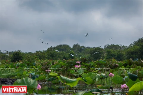 Humedal de Lang Sen, típico ecosistema sudvietnamita