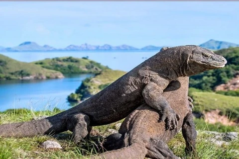 Reporta Indonesia avances en la preservación del dragón de Komodo