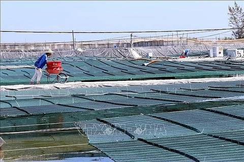 Inauguran en Quang Nam granja camaronera de alta tecnología