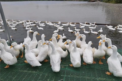 Proyecta empresa conjunta entre Vietnam y Australia potenciar la exportación de carne de pato