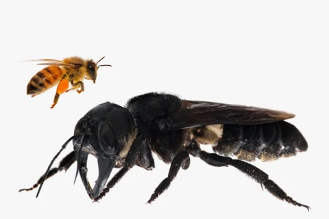 Reaparecen en Indonesia las abejas más grandes del mundo 