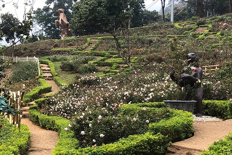 Implanta complejo turístico récord del mayor jardín de rosas en Vietnam