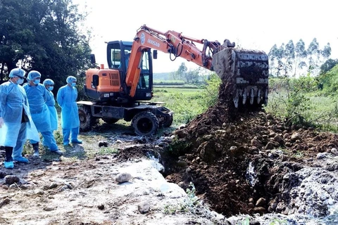 Se enfrasca provincia vietnamita de Quang Ninh en lucha contra peste porcina africana