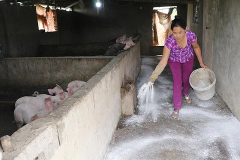 Recomienda FAO a Vietnam mantener alta la vigilancia contra la Peste Porcina Africana