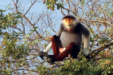 Sesiona en Vietnam seminario sobre protección de precioso primate