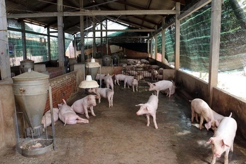 Detectan primer brote de fiebre porcina en Noreste de Camboya
