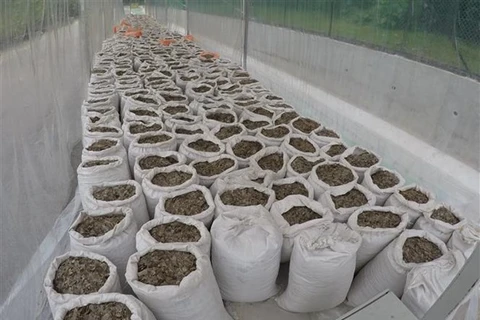 Incautan en Singapur casi 13 toneladas de escamas de pangolín