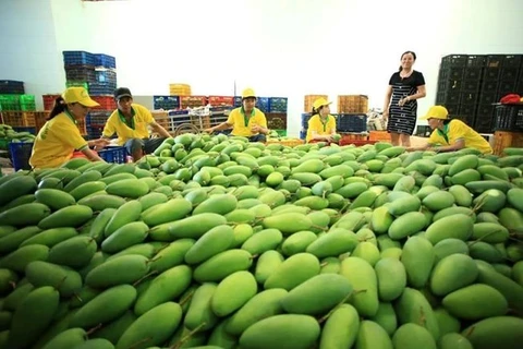  Exportó empresa vietnamita 71 toneladas de mango a Estados Unidos 