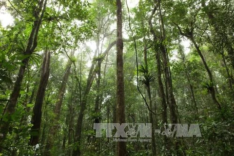 Vietnam trabaja por el desarrollo forestal sostenible en la región central