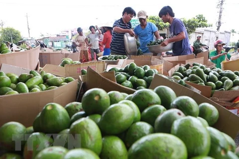 Instan en Vietnam a mejorar calidad de productos agrícolas para aumentar sus exportaciones