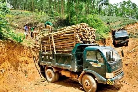 Establecerá Vietnam regulaciones sobre productos madereros 