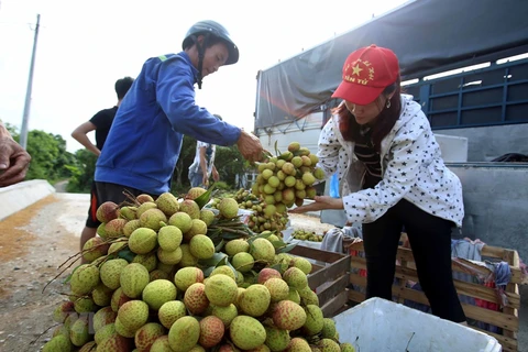 Exporta Vietnam más de 13 mil toneladas de lichi a China