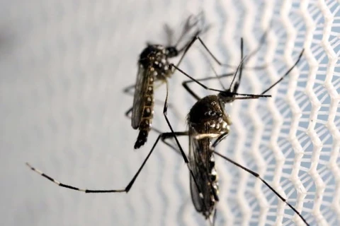 Realiza Tailandia acciones contra la expansión de la fiebre Chikungunya